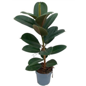 Фикус D21см H70см