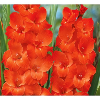 Гладиолус Вигс Сенсейшн