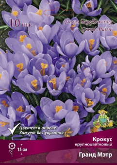 Крокус крупноцветковый Гранд Мэтр 7-8/К 10шт