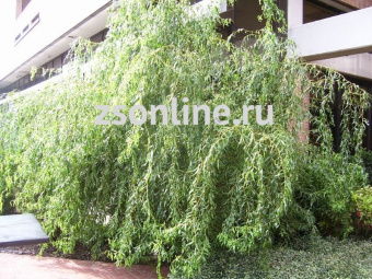 Изображение загружено обработкой по данным файла Excel