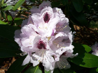 RhododendronHybridaCalsap_03