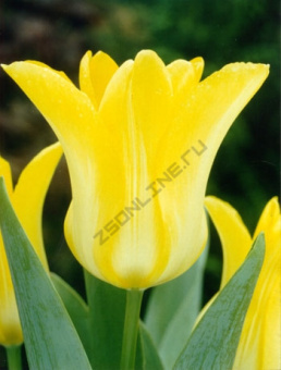 Тюльпан Ballade Gold