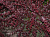 Барбарис Тунберга (Berberis thunbergii Red Chief) 40-60 см, C 2 л