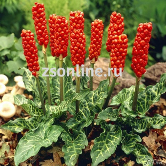 Изображение загружено обработкой по данным файла Excel