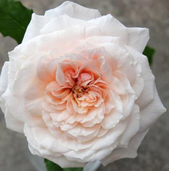 Роза чайно-гибридная Тсумуги