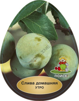 Слива Утро/ЦКор