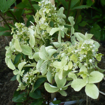 Гортензия метельчатая Дентель Де Горрон/ЦКорЛюкс