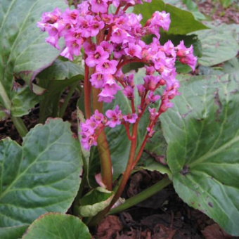 Бадан сердцелистный, 3 л