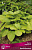 Хоста гибридная Фрайд Бананаз (листья жёлто-зелёные) 1шт