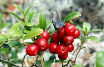 Брусника Файрболлз (ремонтантный, красный, крупноплодный)