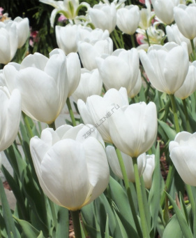 Тюльпан Дарвинов гибрид Хакун