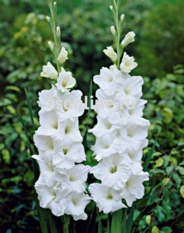 Изображение загружено обработкой по данным файла Excel