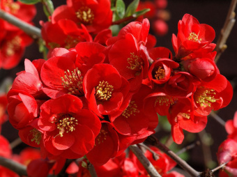 zierquitte-crimson-and-gold-m008077_h_0