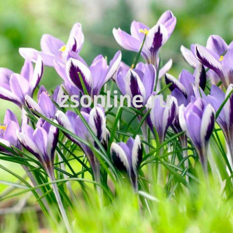 Изображение загружено обработкой по данным файла Excel