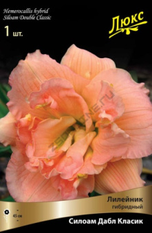 lileinik_gibrid_siloam_dabl_klassik_kaper