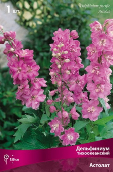 Дельфиниум Тихоокеанский гибрид Астолат,1 шт