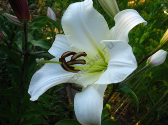 Лилия ОТ-Гибрид Форевер