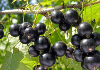 c1d5c4c26635e745def28bdd02b53d71