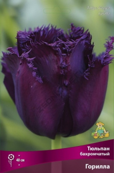Тюльпан бахромчатый Горилла 11-12/К 10шт