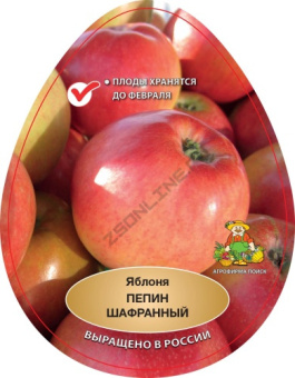Яблоня Пепин шафранный/ЦКор