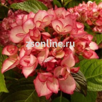 Изображение загружено обработкой по данным файла Excel