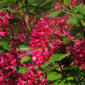 Смородина кроваво-красная Кинг Эдвард VII