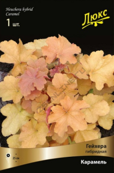 Гейхера гибридная Карамель (медно-кремовый)