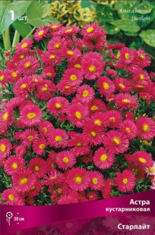 Астра кустарниковая Старлайт (винно-красный)1шт