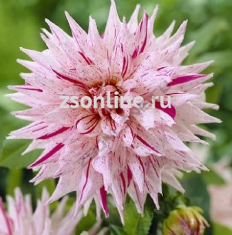 Изображение загружено обработкой по данным файла Excel