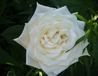 Изображение загружено обработкой по данным файла Excel