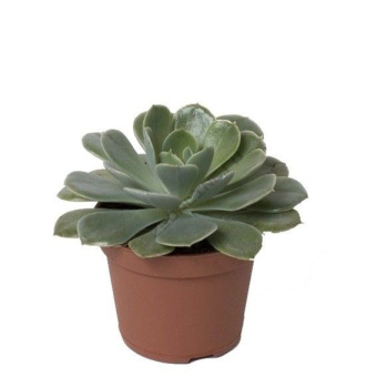 Эхеверия D9см H12-15см