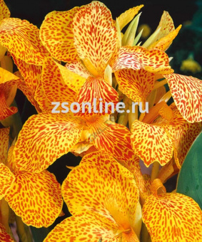 Изображение загружено обработкой по данным файла Excel