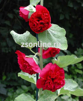 Изображение загружено обработкой по данным файла Excel