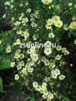 Изображение загружено обработкой по данным файла Excel