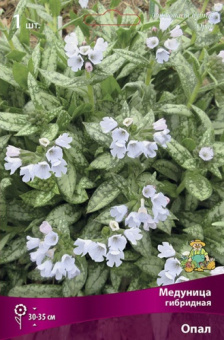 medunica_gibrid_opal_kaper