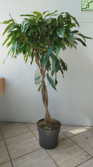 Фикус Амстел Кинг переплетенный 24/100см