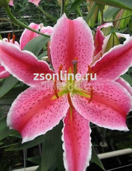 Изображение загружено обработкой по данным файла Excel