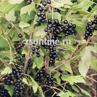 Изображение загружено обработкой по данным файла Excel