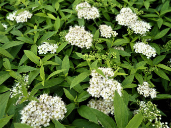 spiraea_japonica_albiflora_