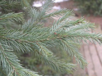 сибирская Picea obovata, в горшке 1л, 20-30 см