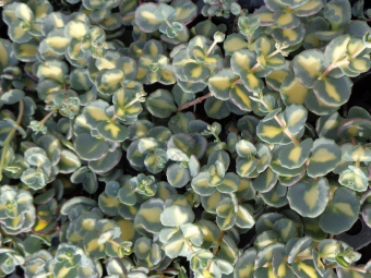 Седум Зибольда Вариегата