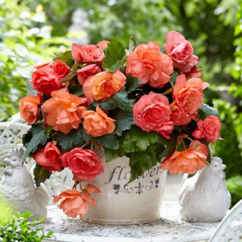 Бегония Каскад Одороса Свит Пинк 4-5/К 2шт