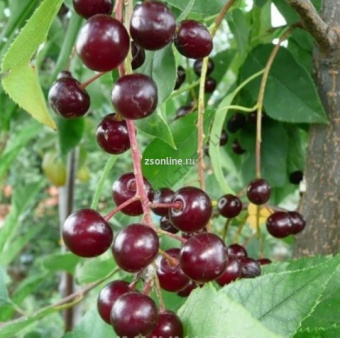 Изображение загружено обработкой по данным файла Excel