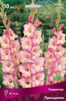 Гладиолус Присцилла 10-12/К 10шт