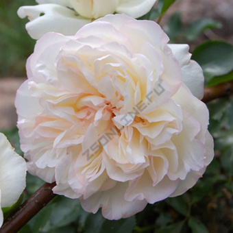 Роза парковая Вайт Мейдиланд/ЦКор