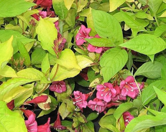 Weigela-florida-Aurea