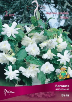 begonia_ampel_white_kaper