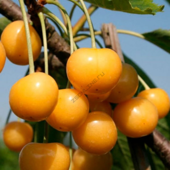 Черешня Рондо/ЦКор