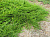 Можжевельник казацкий (Juniperus sabina Arcadia C2 25-35)