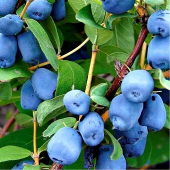 1645714333_26-kartinkin-net-p-zhimolost-kartinki-26